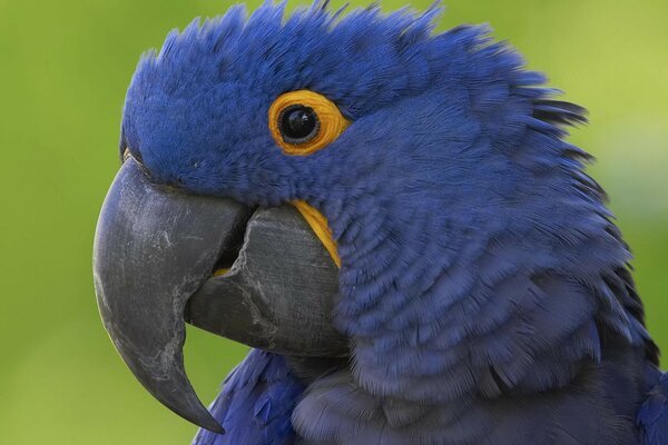 Loro de color azul