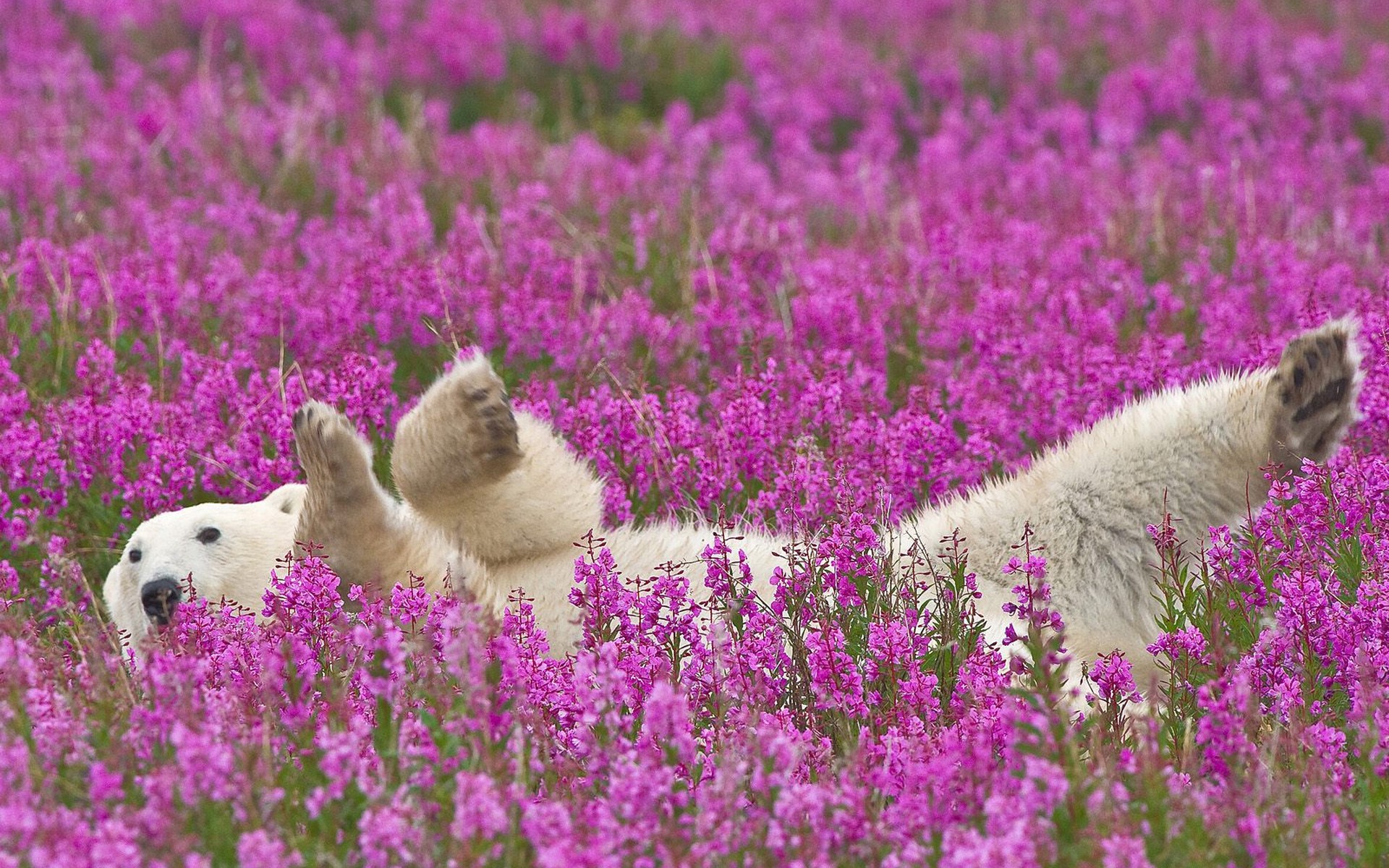 orso polare fiori