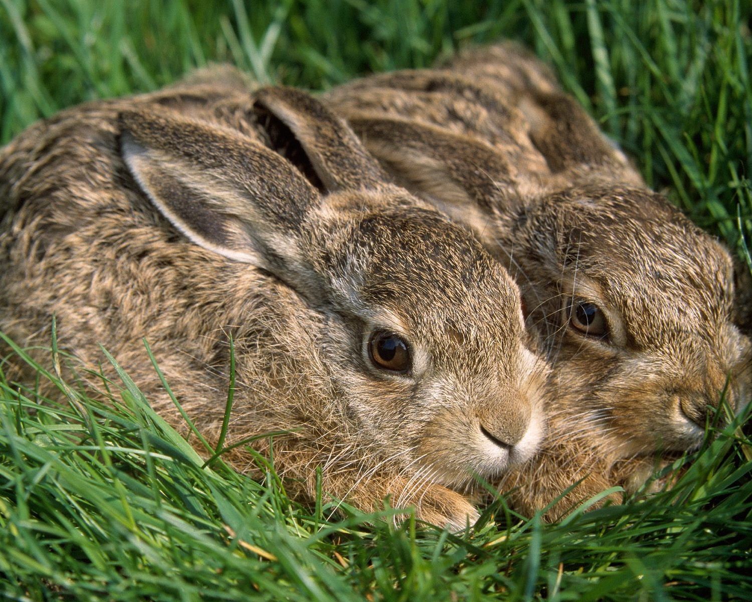 hasen kaninchen gras