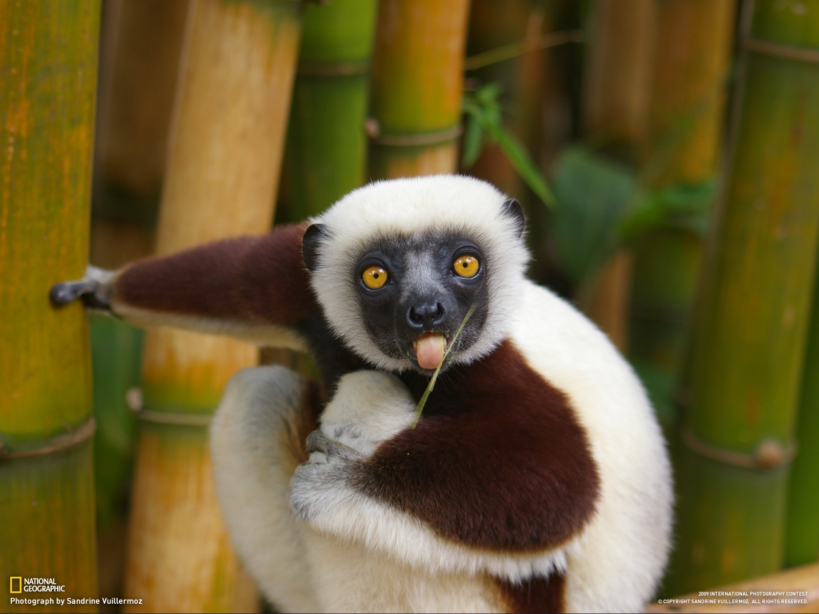 lemur język źdźbło trawy