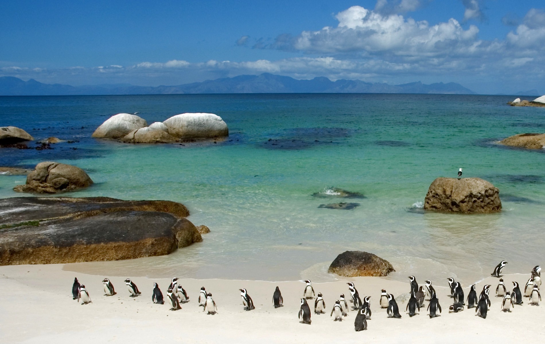 penguins beach stones water