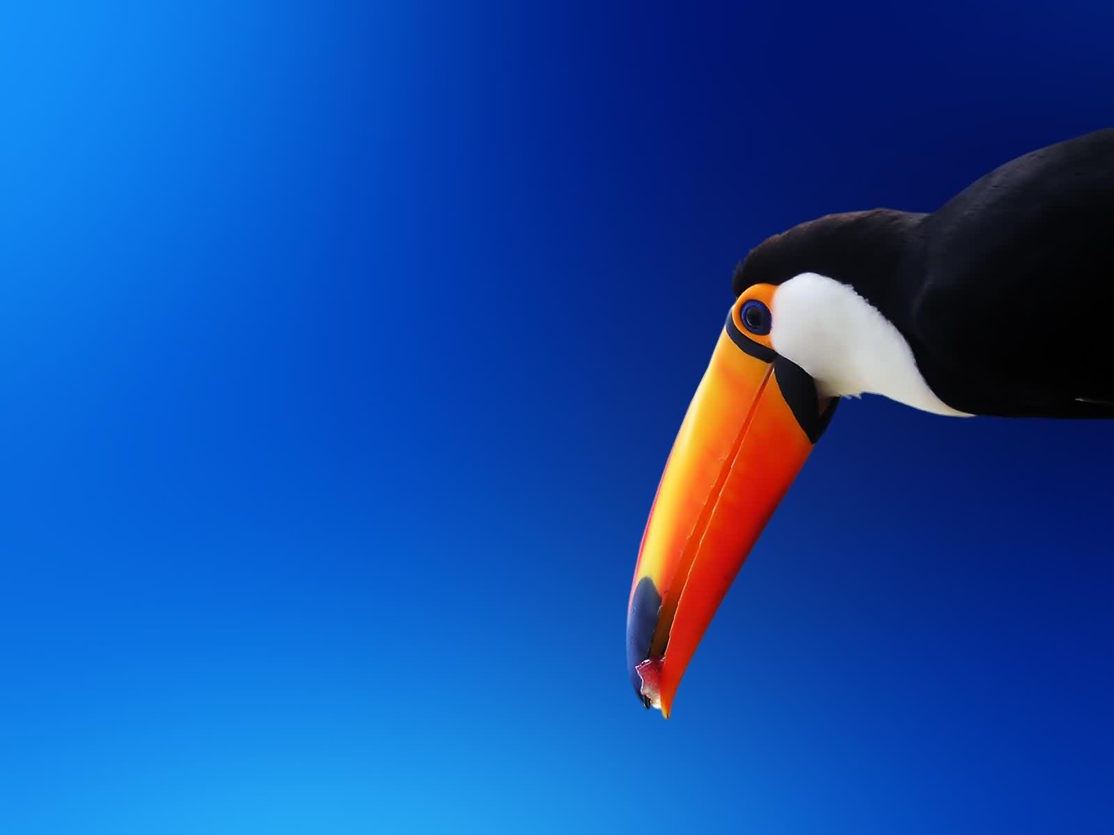 toucan oiseau orange bec