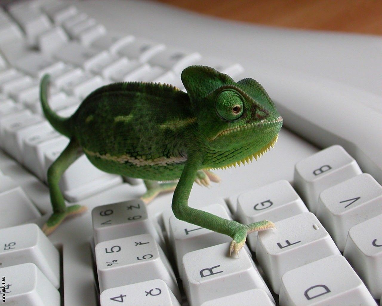 caméléon clavier