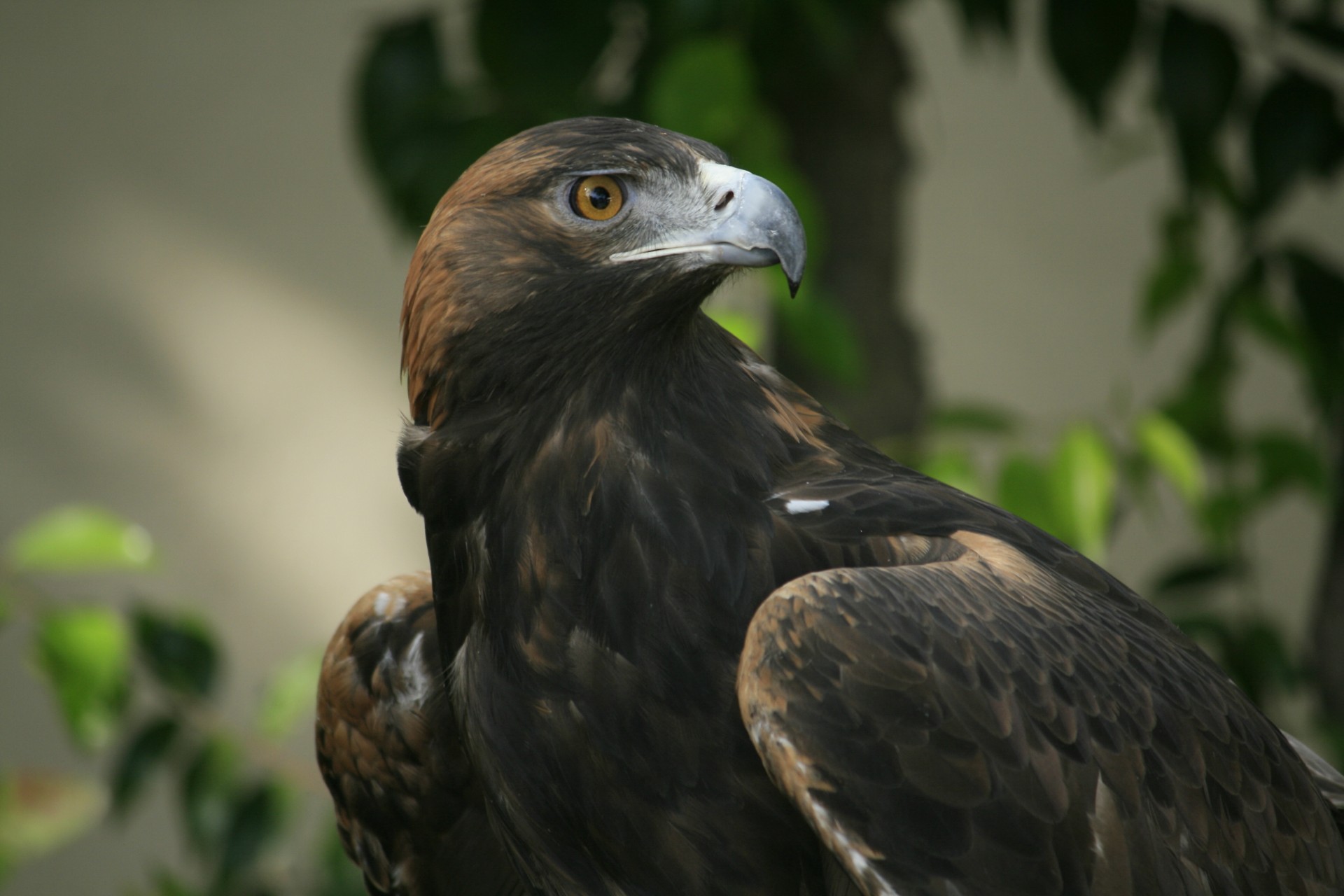 aquila sguardo becco