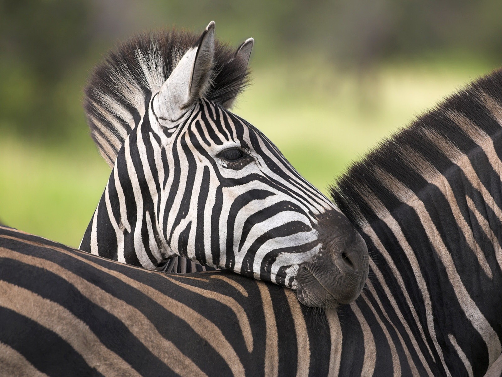 zebra black and white view