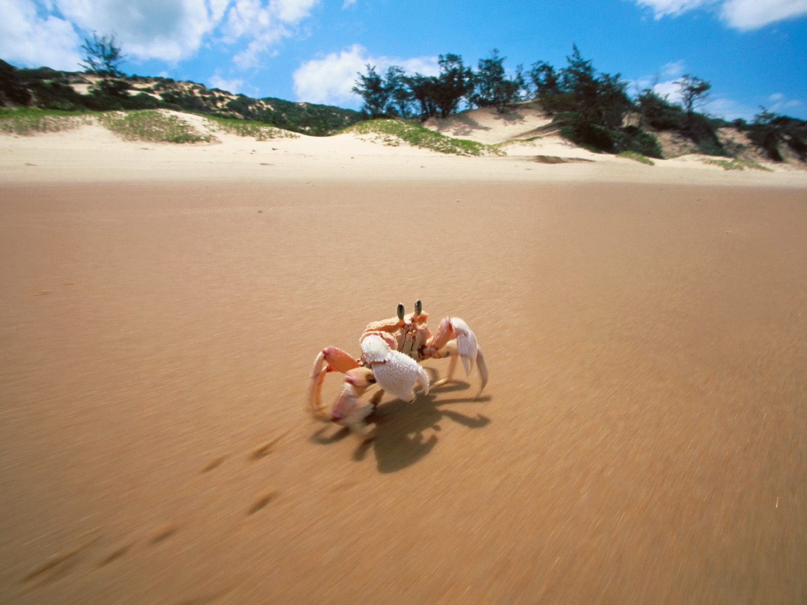 crab beach sand