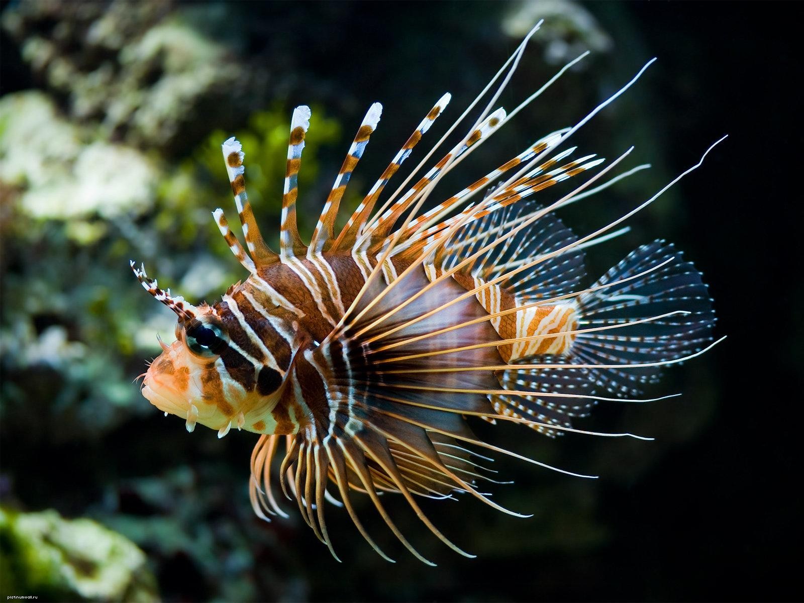 close up sea fish