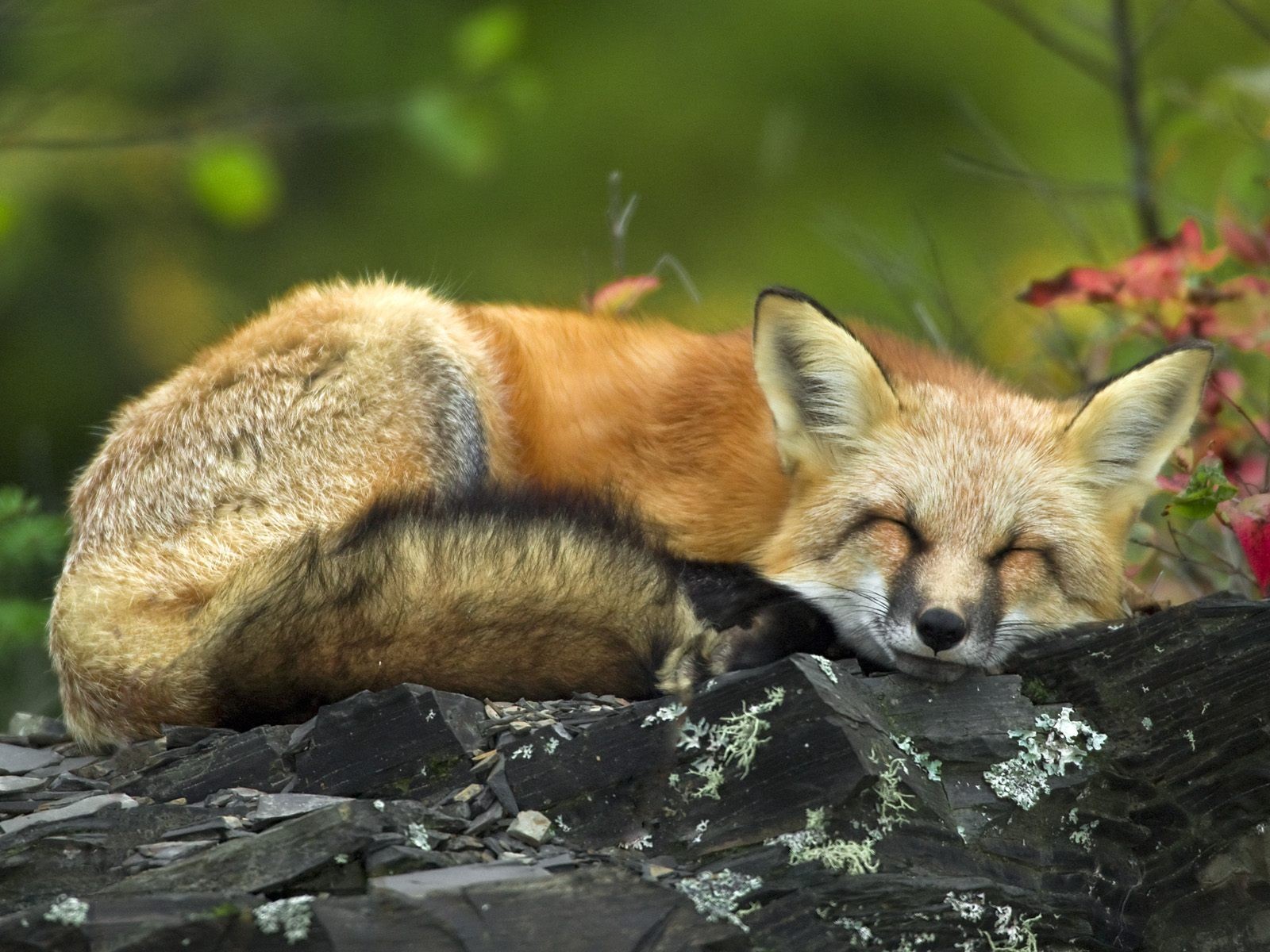 fuchs wald sommer