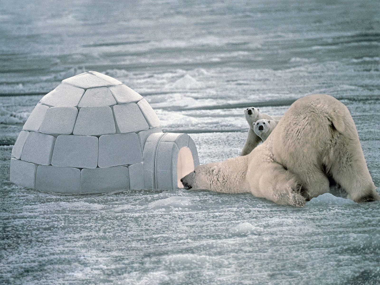 ours hiver igloo