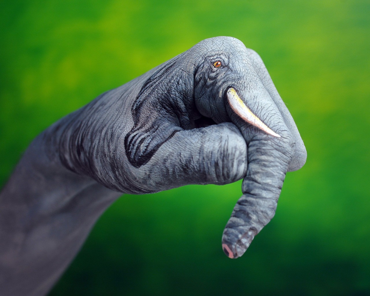 elephant green background hand