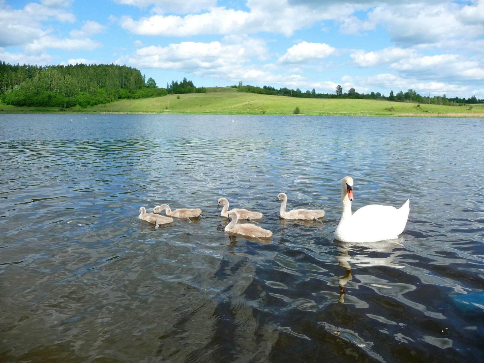 cigno fiume estate