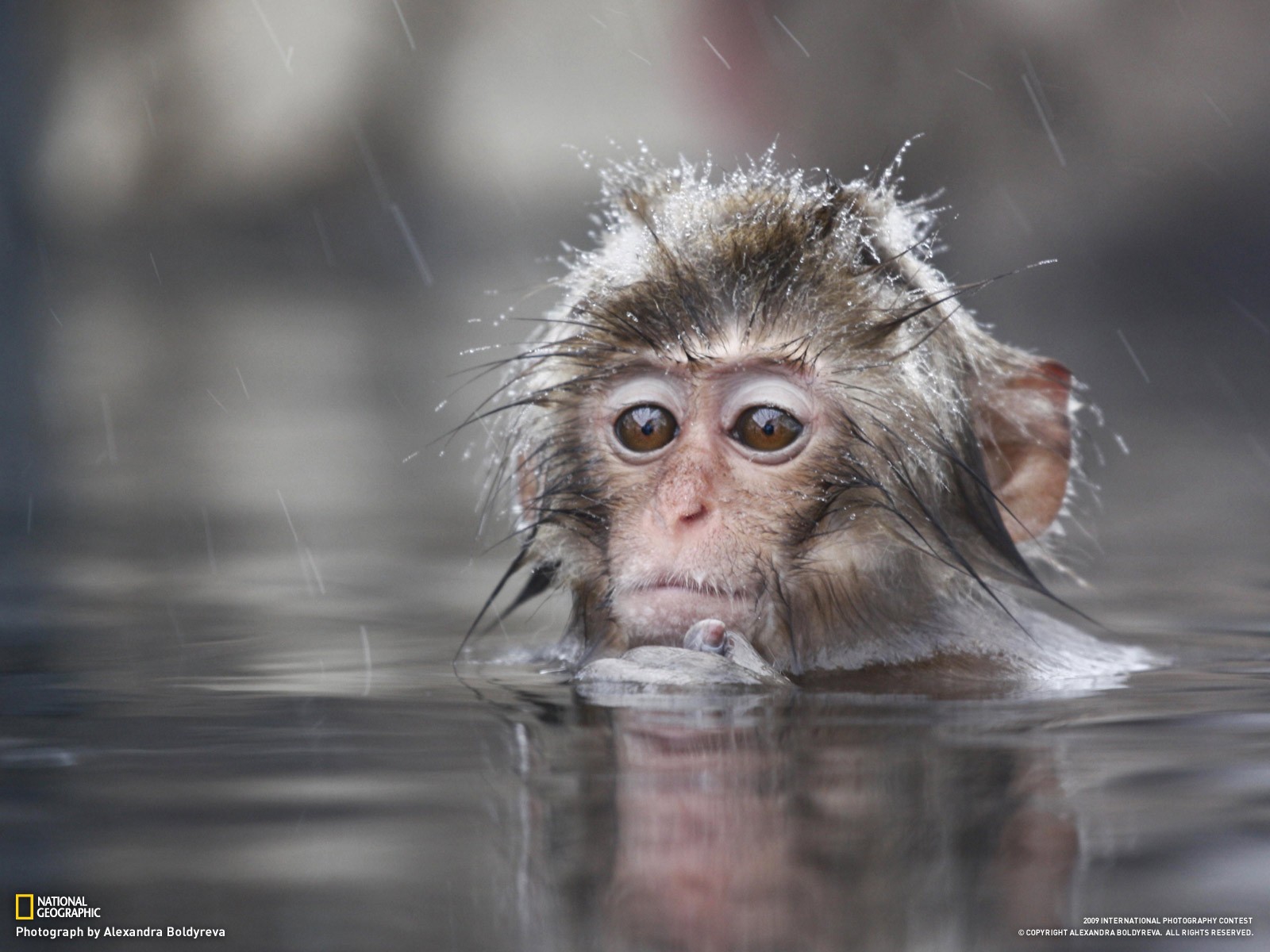 mono pequeño agua