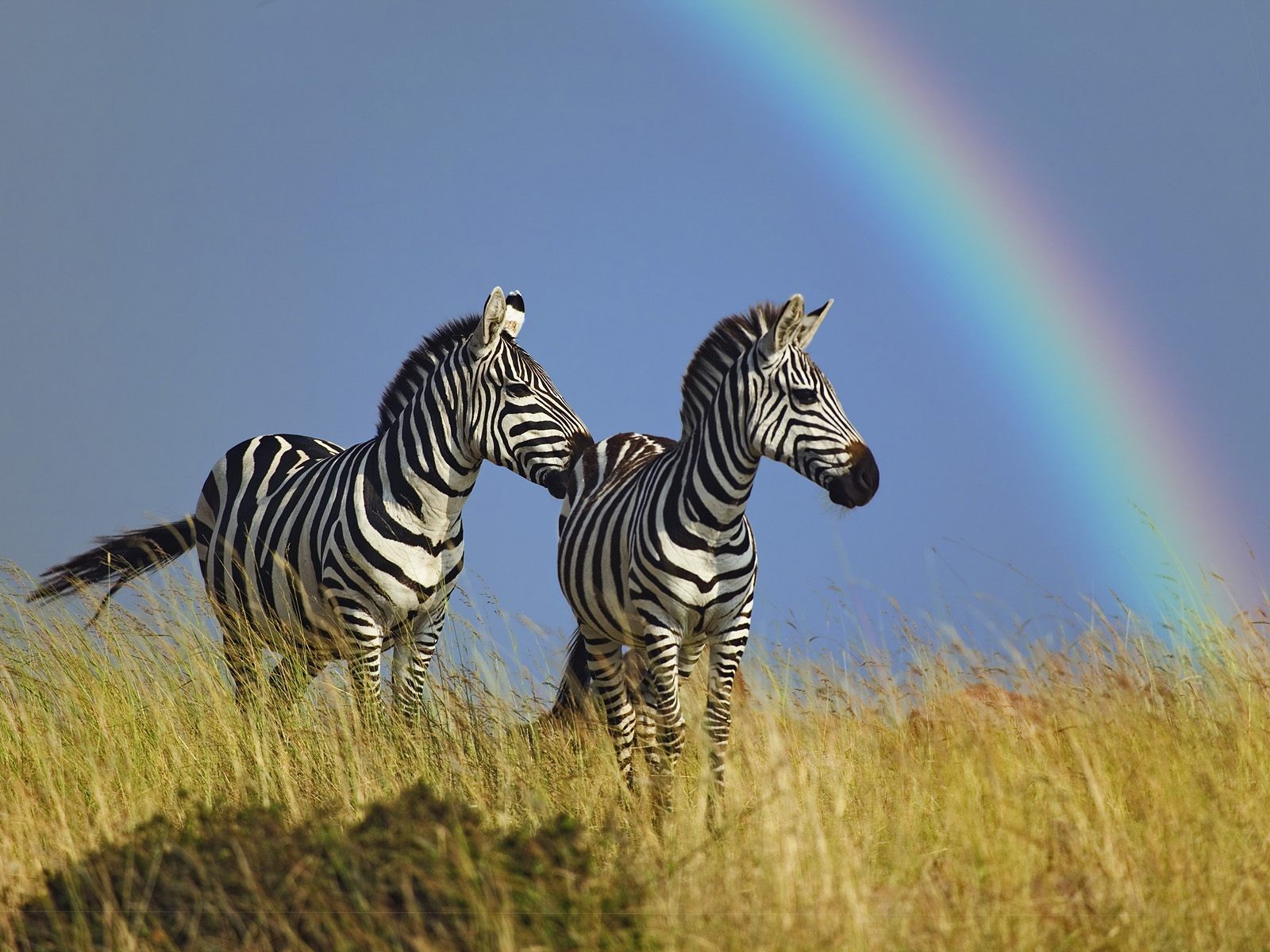 zèbre cheval arc-en-ciel