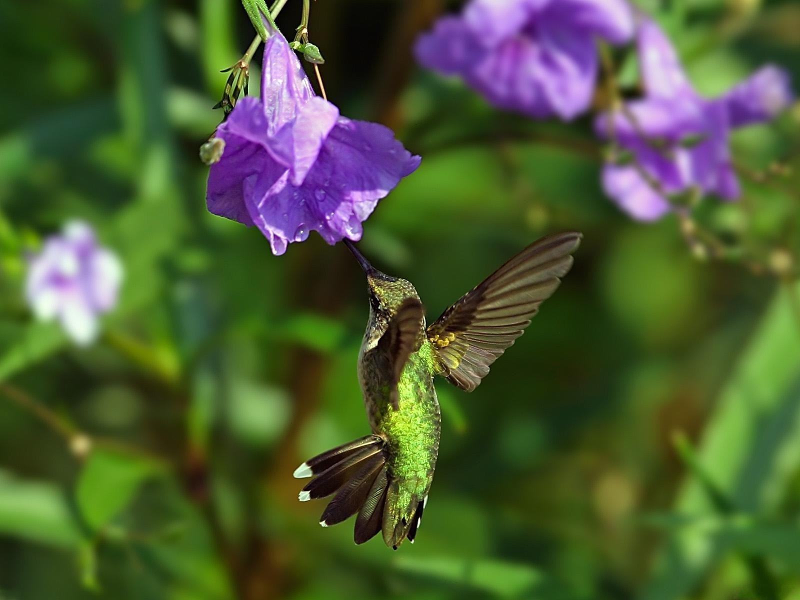 colibri fleur vol ailes oiseau