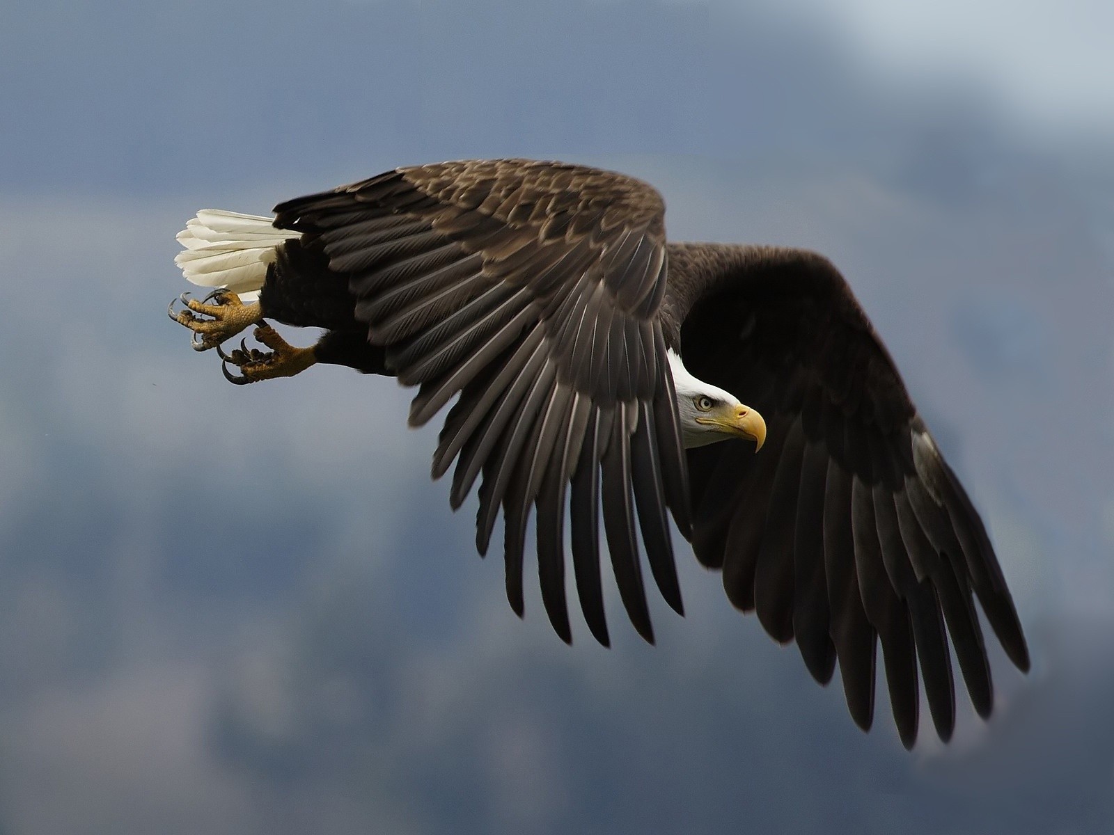 adler flügel blick