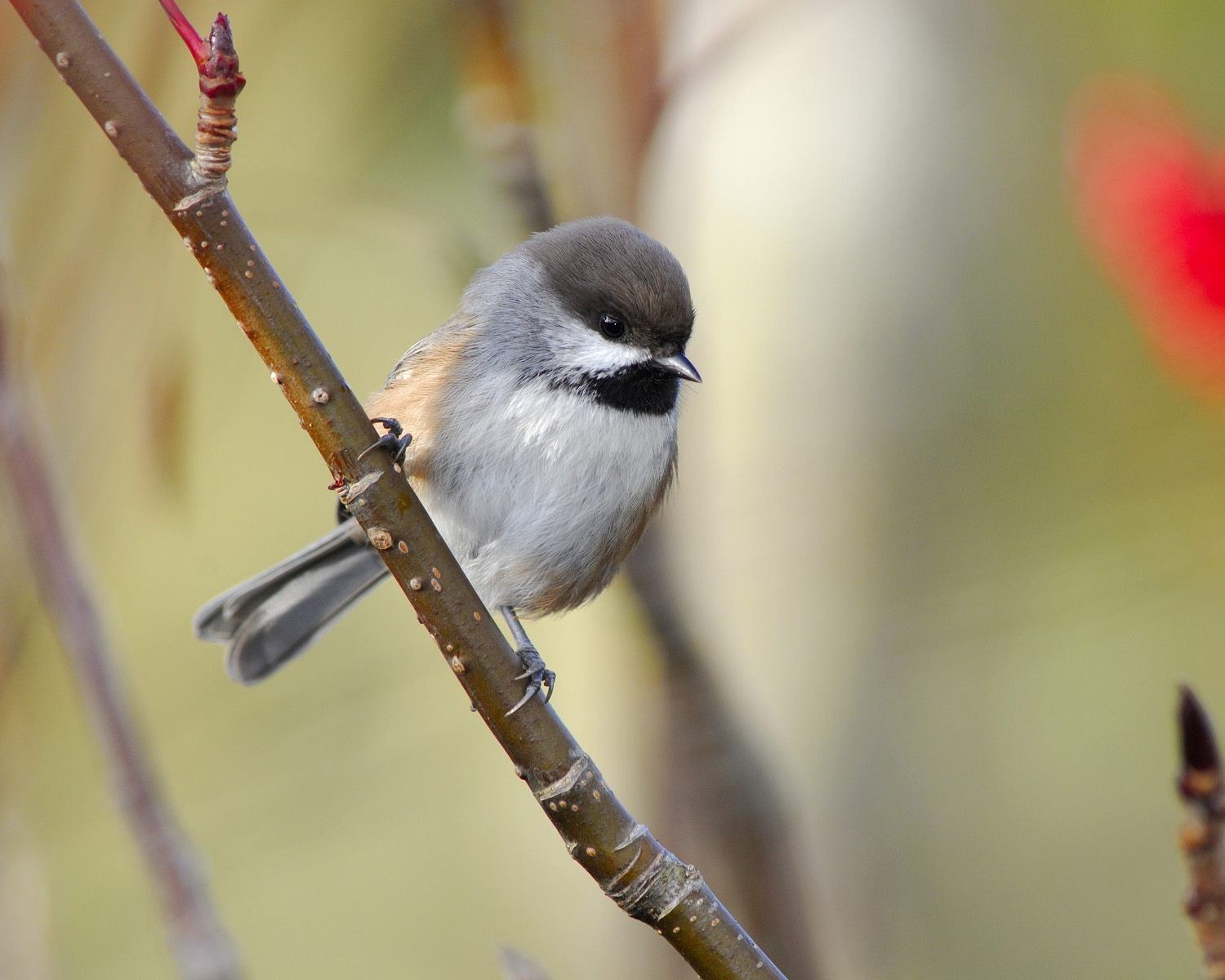 bird branch