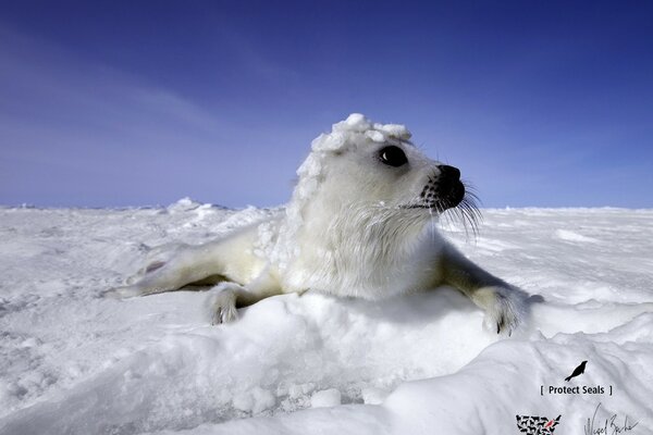 Ein Seepferdchen liegt im Schnee