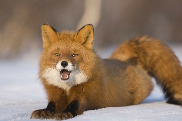 Roter Fuchs auf weißem Schnee