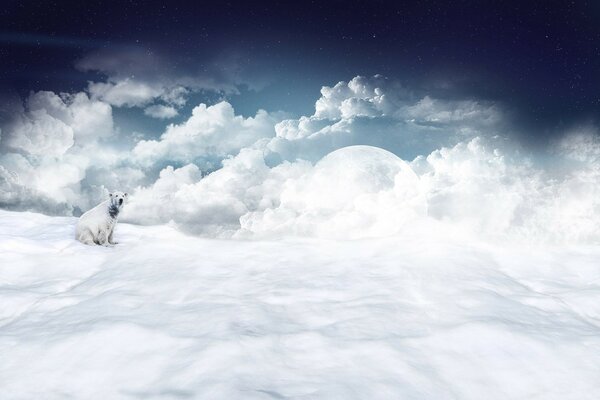 Polar bear sitting on clouds