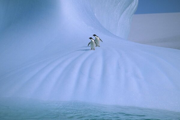 Penguin couple in snow and ice