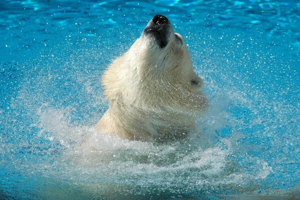 Un oso polar se baña en el agua