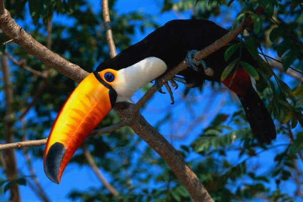 Ein helles Bild des exotischen Vogels Tuki