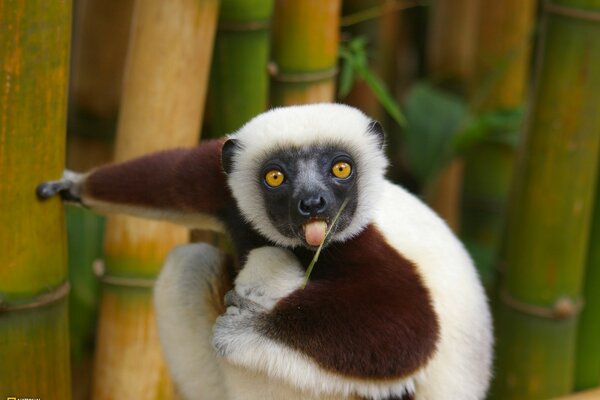 Lemur leckt mit der Zunge einen Grashalm