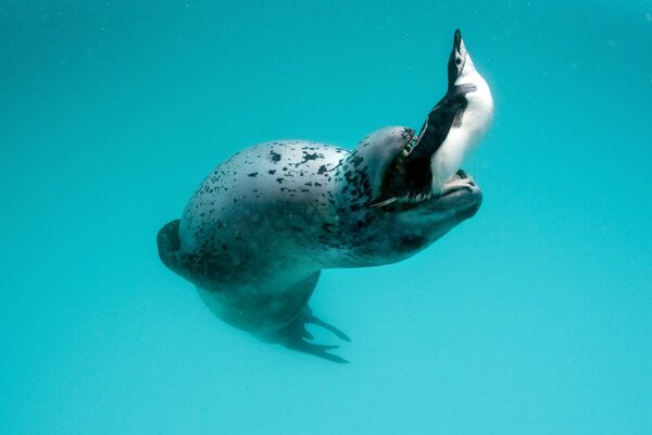 Le léopard de mer joue avec le pingouin