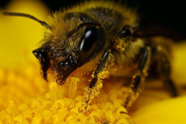 Shaggy bumblebee collects yellow pollen