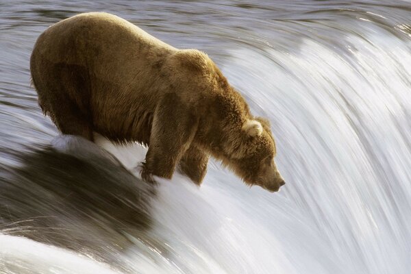 Stormy bear hunts fish