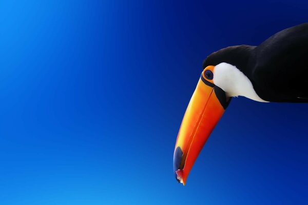 Orange toucan beak on a blue background