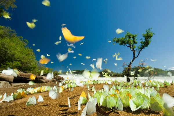 Papillons dans le parc National de jduruena au Brésil