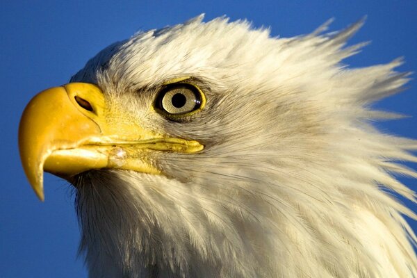 The eagle s menacing predatory gaze