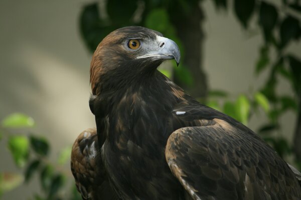 A predatory eagle looks into the distance