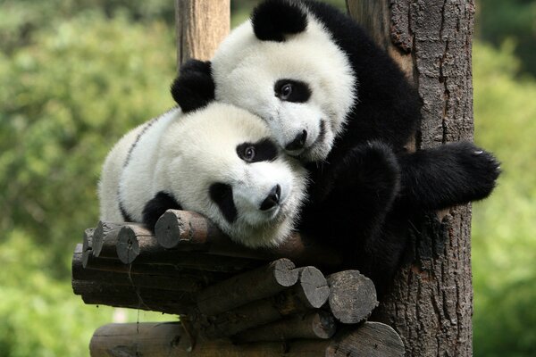 Due panda in un abbraccio di natura