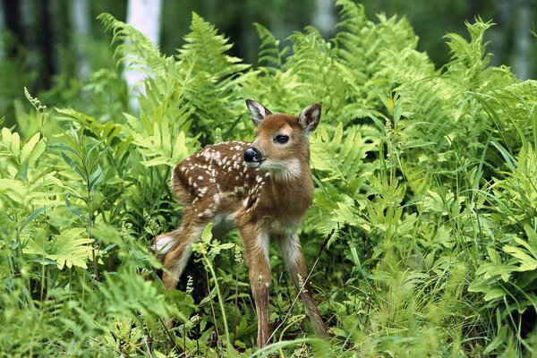 Cerf dans l herbe d été