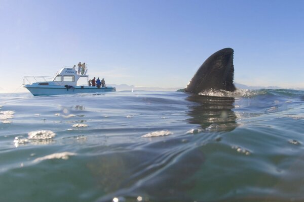 Shark fin in the sea on the background of a yacht