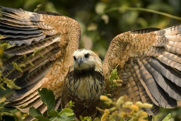 Ein Adler mit offenen Flügeln sitzt auf Blättern