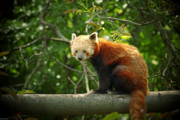 A red panda is sitting on a tree