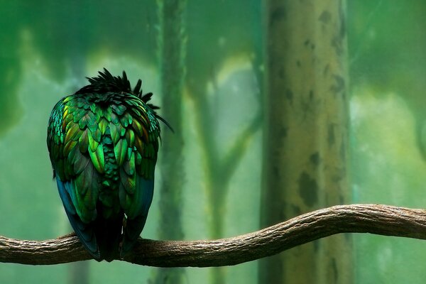 A bird on a branch with green feathers