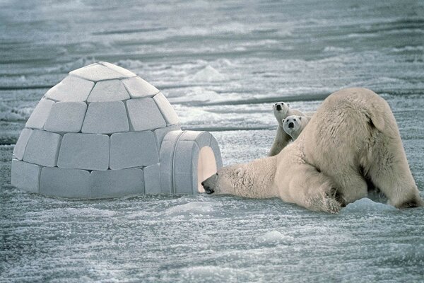 Los osos polares en invierno se sientan junto a un iglú