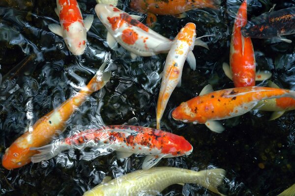 Carpe lumineuse flottant dans l étang