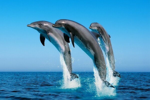 Tres delfines en el mar en un salto