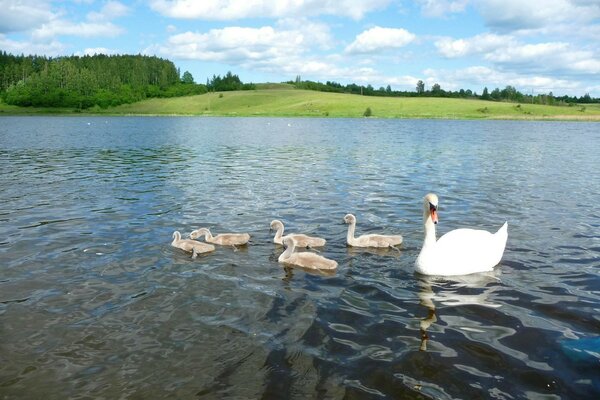 Fünf Schwäne schwimmen zusammen den Fluss entlang in Richtung Küste