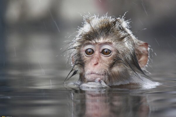 Pequeño mono bañándose en el agua