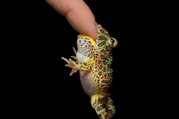 Photo of a funny frog on a black background