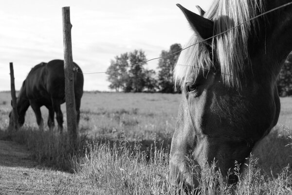 Grazing horses on the field by the fence