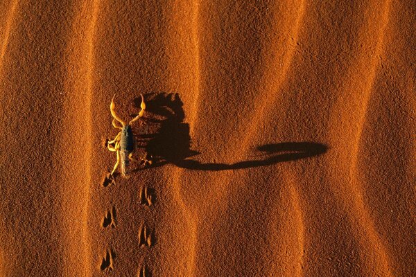 Scorpione che cammina sulla sabbia del deserto