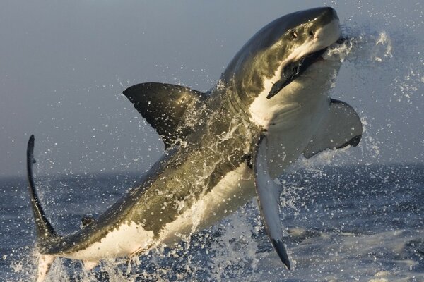 Saut de requin de l océan