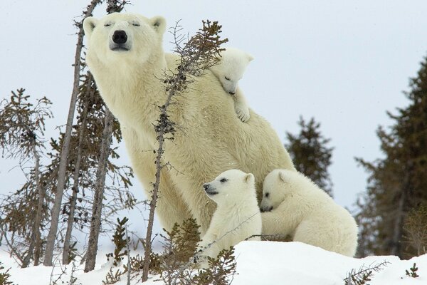 Orso con cuccioli seduti in inverno nella foresta